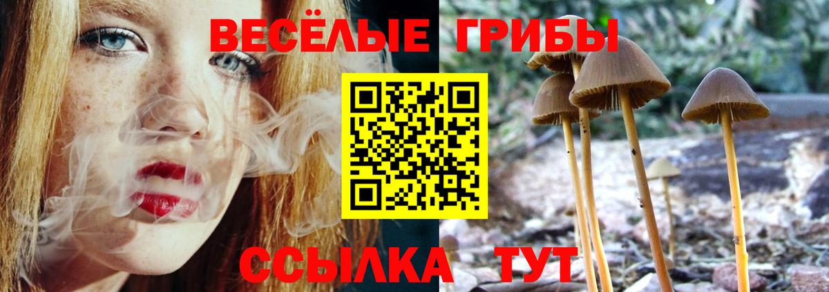 Псилоцибиновые грибы Psilocybine cubensis Гатчина